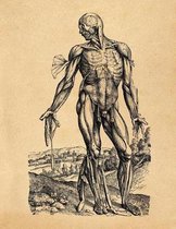 Anatomy Notebook: Andreas Vesalius - Skinless Man Muscles 04 - Premium College Ruled Notebook 110 Pages