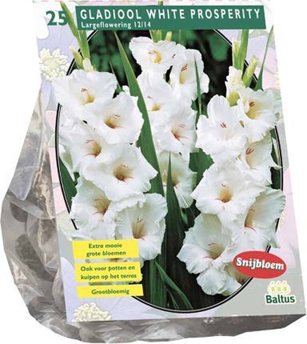 Gladiolus White Prosperity per 25 | zomerbollen| Wit