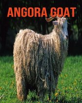 Angora Goat