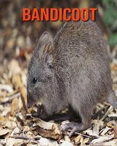 Bandicoot