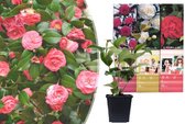 Camelia Bloemen – Camelia set 6 stuks – 2x wit, 2x rood, 2x roze – Groenblijvende Camelia’s – Tuinplanten -Hoogte 30 – 40 cm inclusief pot