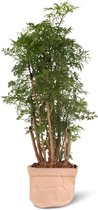 We Love Plants - Polyscias Fruticosa + Plantbag Old Pink - 75 cm hoog - Aralia