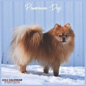 Pomeranian Dogs Calendar 2022