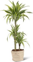 We Love Plants - Dracaena Lemon Lime + Plantbag Creme - 100 cm hoog - Drakenbloedboom