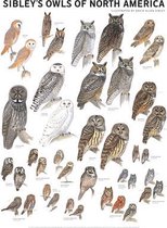 Sibley's Owls of North America