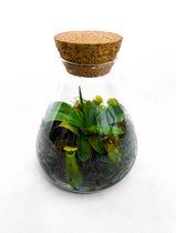 Baby nepenthes in mini terrarium (Urban Jungle, Kamerplant, Plantjes, Anti mug, Insecten bestrijder)