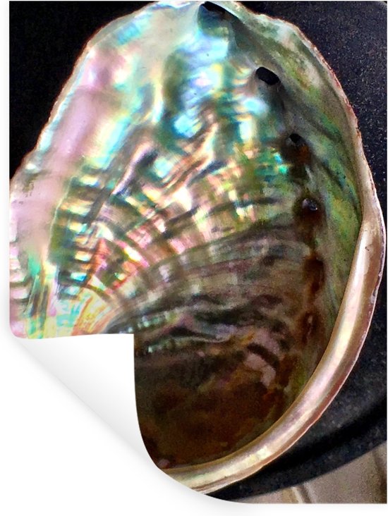 Sticker Muursticker Coquillages - Coquille d'ormeau - 120x160 cm - feuille adhésive autocollante - sticker mural repositionnable XXL /