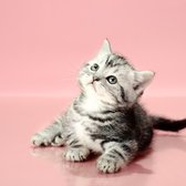 Kittenbox - Kittenpakket - Cadeau voor kitten - Kado - Verassing - VIP Dierenbox