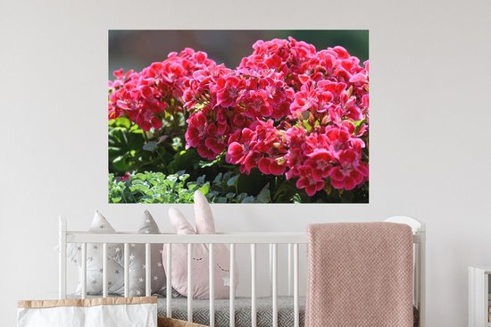 Sticker Muursticker Géranium - Fleurs de géranium rouge au jardin - 90x60 cm - film adhésif autocollant - sticker mural repositionnable