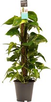 FloriaFor - Scindapsus Mosstok 80 Cm - - ↨ 80cm - ⌀ 19cm