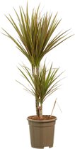 FloriaFor - Dracaena Bicolour - - ↨ 80cm - ⌀ 17cm