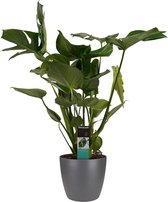 FloriaFor - Monstera Deliciosa - Elho Brussels Antracite - - ↨ 70cm - ⌀ 21cm