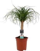 FloriaFor - Beaucarnea Recht - - ↨ 55cm - ⌀ 19cm