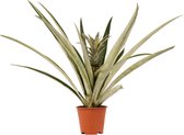 FloriaFor - Ananas Champaca - - ↨ 55cm - ⌀ 14cm