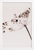JUNIQE - Poster in houten lijst Dried Flowers Anetum 1 -30x45 /Bruin &