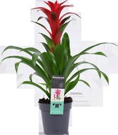 Decorum Guzmania - Kokerplant - Kamerplant - Calypso - 60cm - ø13cm