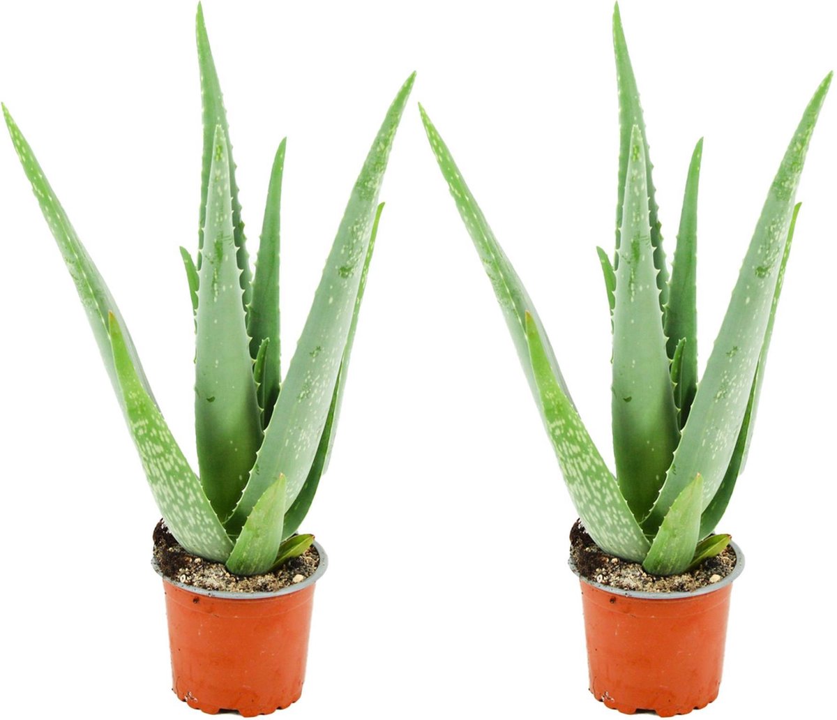 Aloë Vera - 2 Stuks - Ø 10,5 cm - Hoogte: 35 - 40cm