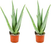 ZynesFlora - Aloë Vera -  2 Stuks - Ø 10,5 cm -  Hoogte: 35 - 40cm – Kamerplant – Aloë – Succulent – Vetplant