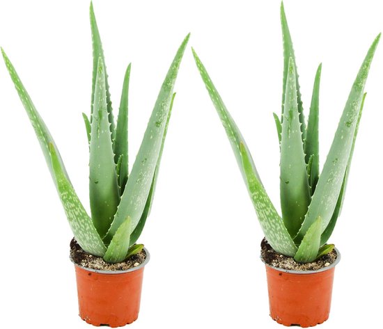 ZynesFlora - Aloë Vera - 2 Stuks - Ø 10,5 cm - ↕ Hoogte: 35 - 40cm – Kamerplant – Aloë – Succulent – Vetplant