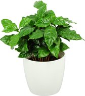 ZynesFlora - Coffea Arabica in Witte Sierpot - Kamerplant in pot - Ø 12 cm - Hoogte: 25 cm - Koffieplant