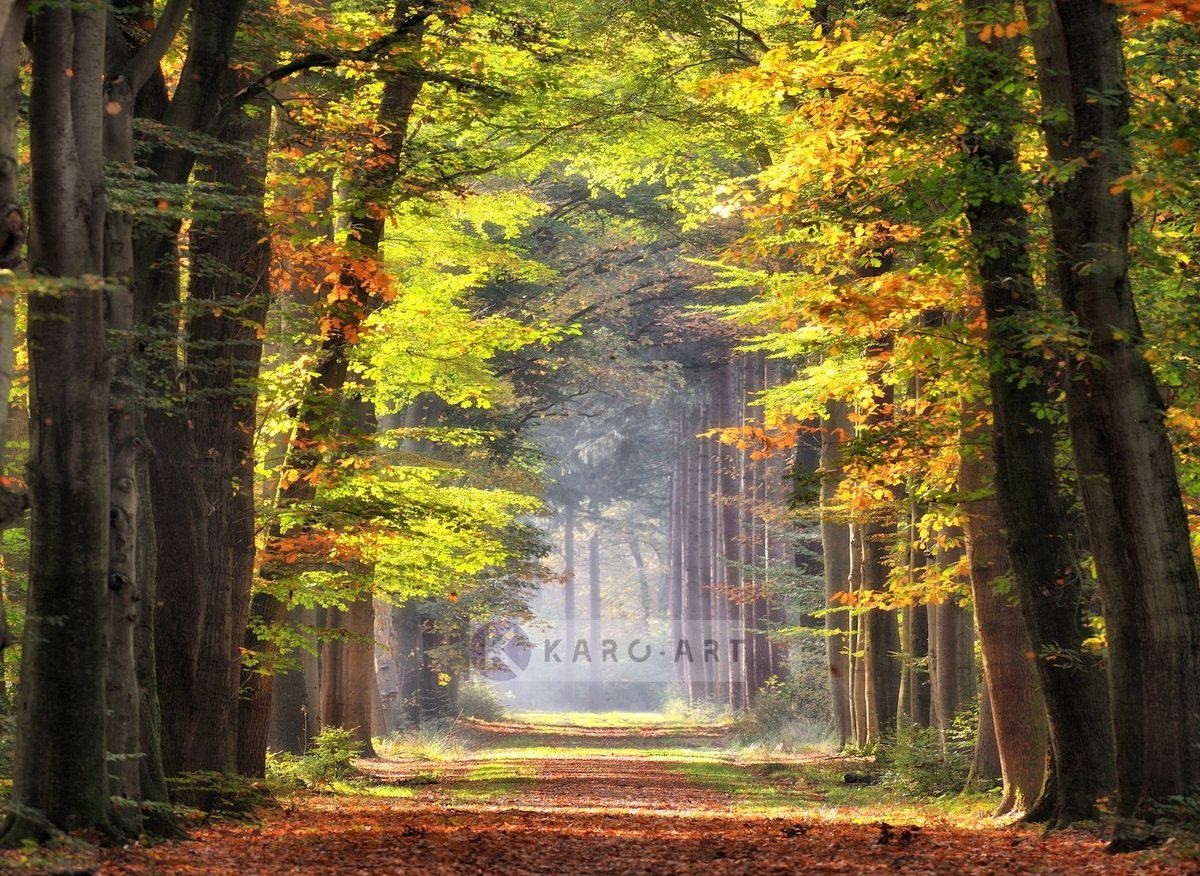karo-art Schilderij - Ochtendwandeling in het bos , 2 maten , Groen bruin , Premium print , Canvas, Wanddecoratie, natuur, Wandeling door het bos Multikleur