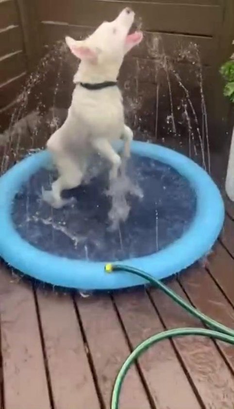Hondenzwembad 150cm Verkoeling hond - waterspeelgoed buiten - watersproeier... | bol.com