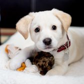 Puppybox - Puppypakket - Puppyset - Cadeau voor Pup - Pakket - Verassing - Feest - Puppy kado - KONG puppy - KONG bal - VIP Dierenbox