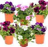 Perkgoed mix | Petunia per 6 stuks in diverse kleuren - Buitenplant in kwekerspot ⌀10.5 cm - Hoogte ↕20 cm