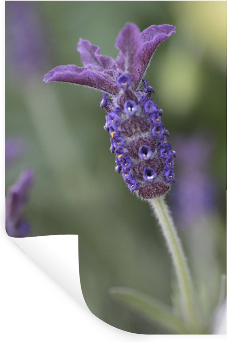 Muurstickers - Sticker Folie - Close-up van lavendel tegen een vervaagde achtergrond - 40x