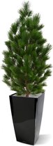 Pinus deluxe XL kunstplant 130cm - UV bestendig
