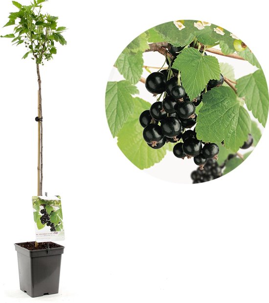 Ribes nigrum Zwarte bes | zwarte aalbes op stam | Ø 18 cm
