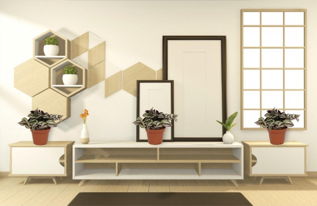 Exotenherz - Trimasterblume - Tradescantia Zebrina « Brightness » - Plante D 'intérieur Suspendue Facile D'entretien - Pot De 12 M - Blanc