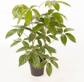 Kamerplant van Botanicly – Vingersboom – Hoogte: 80 cm – Schefflera Amate