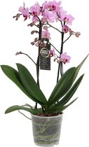 Orchidee van Botanicly – Vlinder orchidee – Hoogte: 45 cm, 1 tak – Phalaenopsis Santiago