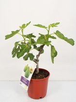 Kamerplant van Botanicly – Vijgenboom – Hoogte: 45 cm – Ficus Carica