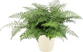 Varen van Botanicly – Asplenium incl. crème kleurig sierpot als set – Hoogte: 55 cm – Asplenium Parvati