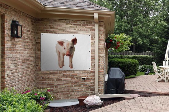 Affiche jardin - Toile jardin - Posters de jardin extérieur - Porcelet curieux sur fond blanc - 120x90 cm - Jardin