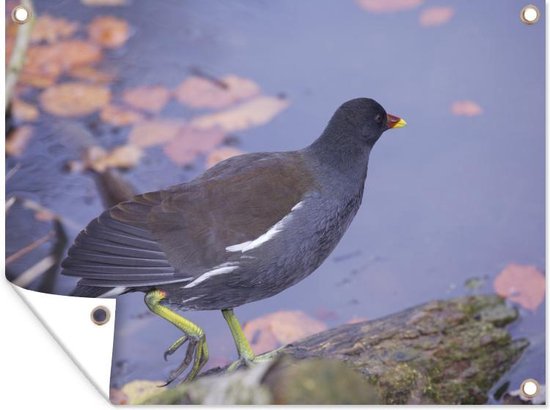 Tuin decoratie Een waterhoen aan het water met roze blaadjes - 40x30 cm ...