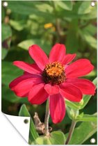 Affiche de jardin fleur de zinnia rouge 60x90 cm - Toile de jardin / Toile d'extérieur / Peintures pour l'extérieur (décoration de jardin)
