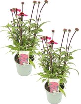 Zonnehoed / Echinacea - roze - tuinplant - 2 stuks (Ø14cm - hoogte 20 cm)