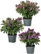 Hebe addenda - paarse bloemen - bontbladig - groenblijvende plant - 3 stuks - potmaat Ø17cm
