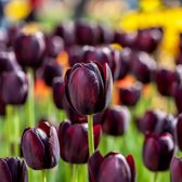 20 tulpenbollen gudoshnik double cadeau verpakking - bloembollen - dubbele tulp - pioen - tuin - kado - geschenk - bedankje - juf - meester - collega - vrienden - familie - klanten