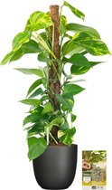 Pokon Powerplanten Drakenklimop 80 cm ↕ - Kamerplanten - in Pot (Mica Tusca Zwart) - Scindapsus Epipremnum - met Plantenvoeding / Vochtmeter