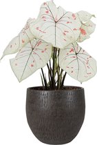 XL Caladium Strawberry Star met pot Owen Brown ↕ 60cm - Kamerplant