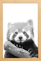JUNIQE - Poster in houten lijst Red Panda -20x30 /Wit & Zwart