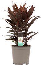 Cordyline Tango Toef ↨ 60cm - hoge kwaliteit planten