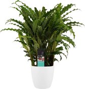 Calathea Bluegrass met Elho brussels white ↨ 60cm - hoge kwaliteit planten