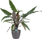 Alocasia Lauterbachiana met Elho brussels antracite ↨ 70cm - hoge kwaliteit planten
