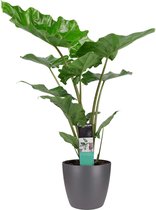 Alocasia portadora met ELHO brussels antracite ↨ 90cm - hoge kwaliteit planten