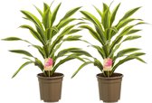 Dracaena lemon Lime, kopstek ↨ 70cm - 2 stuks - hoge kwaliteit planten